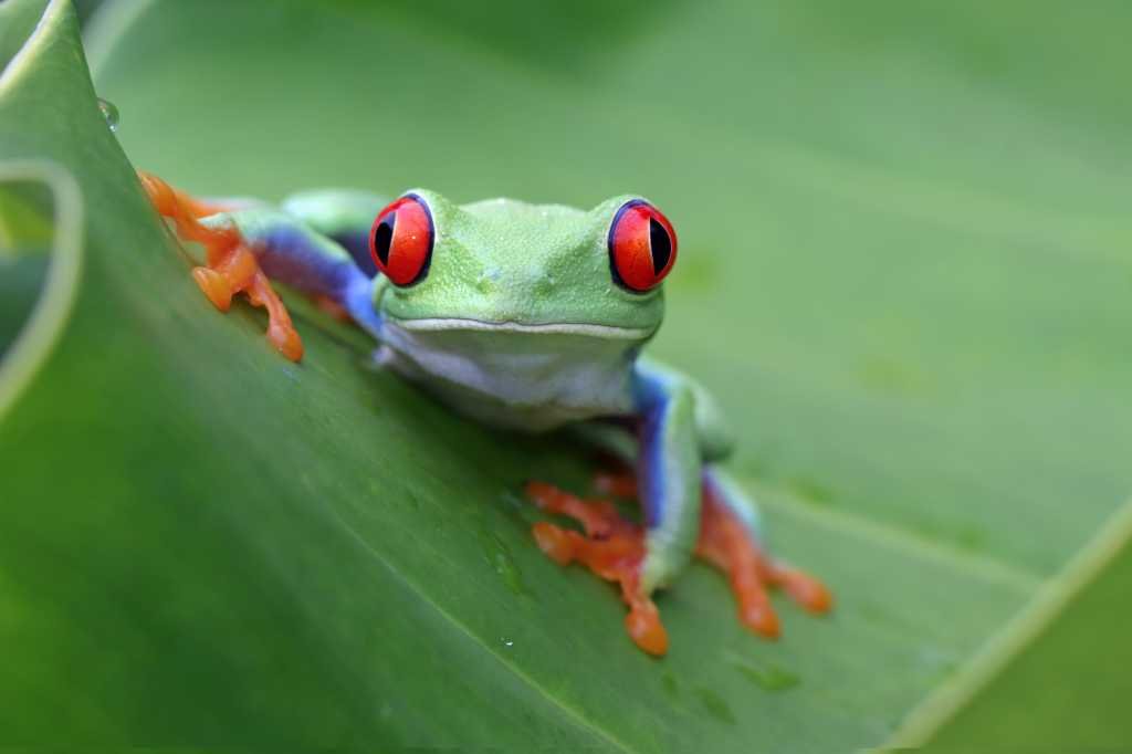 Red-eyed tree frog closeup on leaves, Red-eyed tree frog (Agalychnis callidryas) closeup on branch